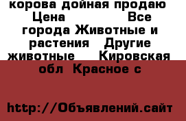 корова дойная продаю › Цена ­ 100 000 - Все города Животные и растения » Другие животные   . Кировская обл.,Красное с.